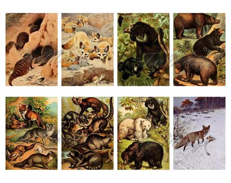 Carnivores Set 1 Digital Collage Sheet 40 Atc Cards Etsy