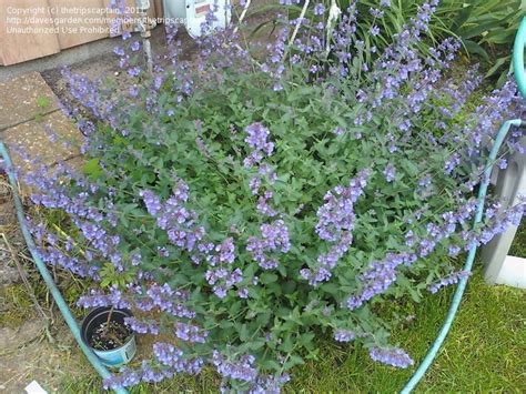 All feline proprietors recognize their hairy close friends catnip has a weedier look, while catmint is usually utilized as a quite, blooming seasonal in beds. Home > Purrsian Blue Catmint Images - Frompo