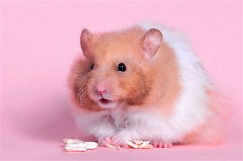 Hamster Full Hd Wallpaper And Background Image 1920x1275 Id240002