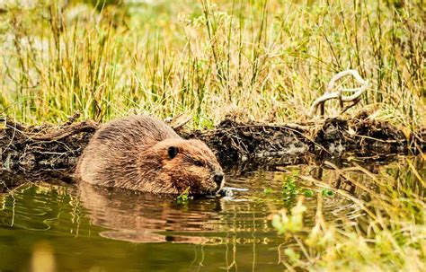 Beavers Beneficial For Biodiversity