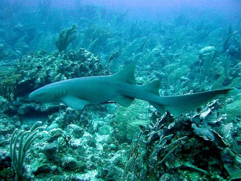Nurse Shark Behavior Habitat And Diet Britannica