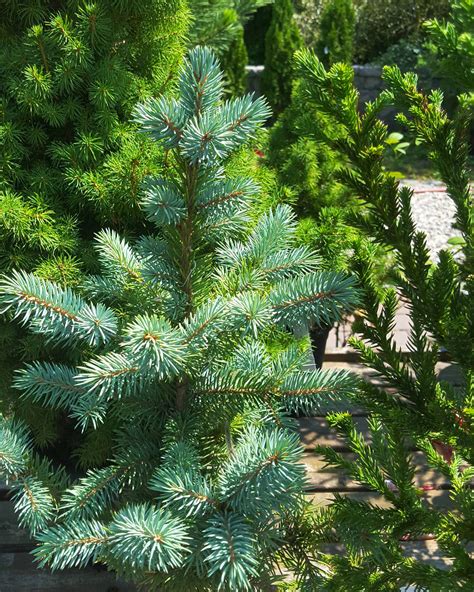 Baby Blue Eyes Spruce Trees For Sale Online | The Tree Center