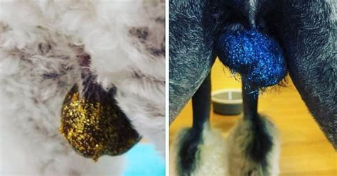 Are People Putting Glitter On Dog Balls