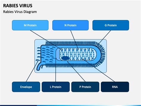 Rabies Virus PowerPoint Template - PPT Slides | SketchBubble
