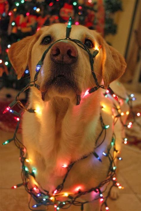 Dog With Lights Christmas Never Too Early Pinterest