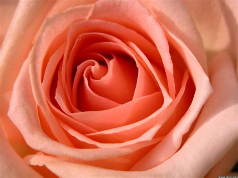 Peach Rose Wallpapers Top Free Peach Rose Backgrounds Wallpaperaccess
