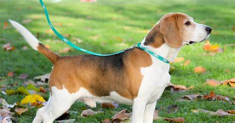 Remember Alfie The Bulging Beagle Hes Lost A Third Of His Body Weight