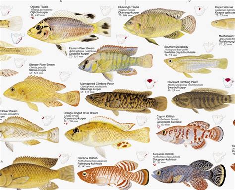 Freshwater Fishes Southern Africa Poster All The Smaller Indigenous