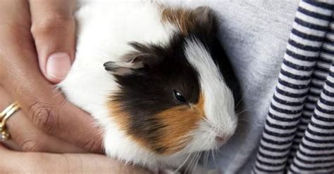 Guinea pig cost at petco is $40, as of feb 2017. the perfect "pig" | Petco Wholepets | Piggies - guinea ...