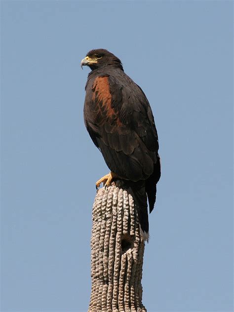 Harris Hawk — Maricopa Audubon Society