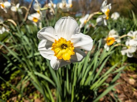 Una Flor De Narciso Blanca Y Amarilla Con Un Centro Amarillo Foto