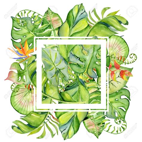 Polish your personal project or design with these tropical plants transparent. Jungle Plants Drawing at GetDrawings | Free download