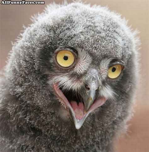 A talon is the owl's sharp hooked claw; Funny owl face |Funny Animal