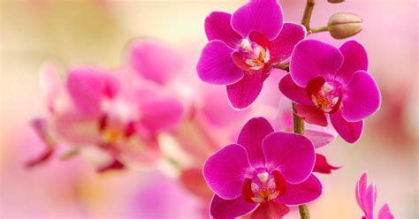 Orquídeas Todo Lo Que Debes Saber Sobre Ellas Y Cómo Cuidarlas Architectural Digest