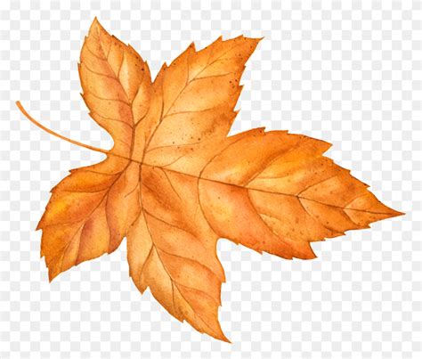 Autumn Yellow Leaves Vector Free Download Png Vector Fall Leaves