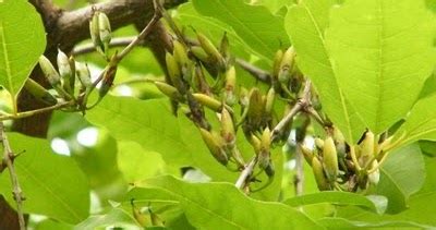 Menikmati indahnya pemandangan di pantai krakal gunung kidul. biojojo: Cratoxylum formosum