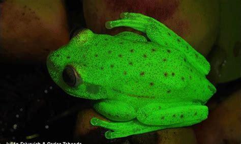 Meet The Fluorescent Frog A New Species Found In Argentina