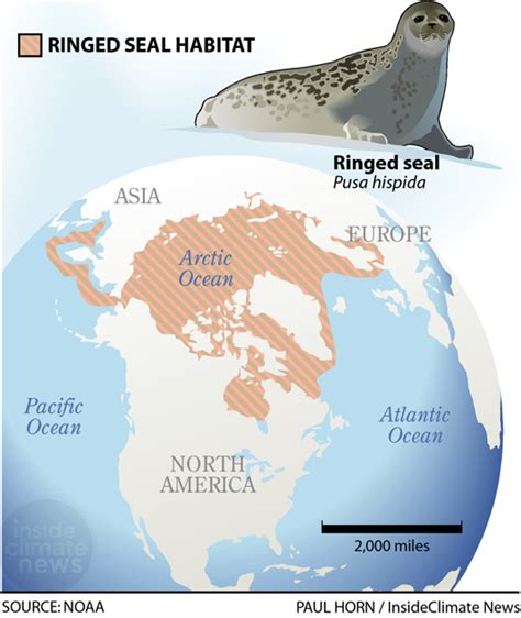Ringed Seal Habitat Map Inside Climate News