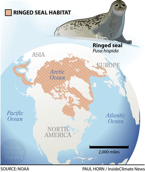 Ringed Seal Habitat Map - Inside Climate News