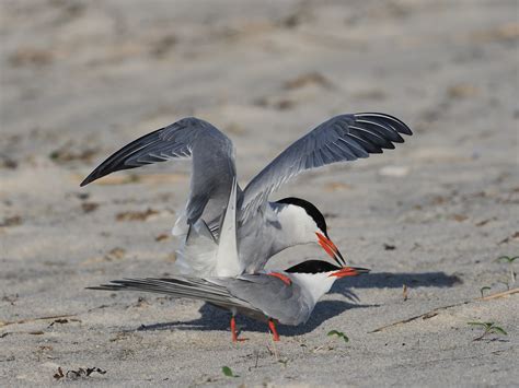 Common Tern Mating Nickerson Beach New York Usa Flickr