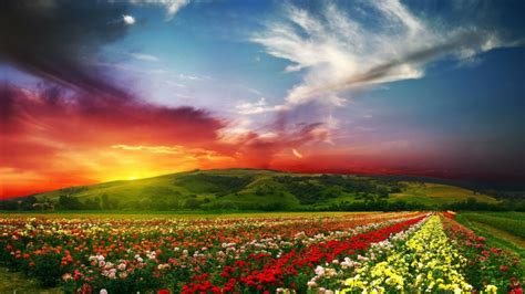 Keindahan Warna Warni Bunga Dan Alam Semulajadi Relaks Minda