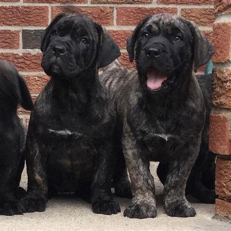 We breed large presa canario's with proper conformation standards for this breed. Presa Canario Puppies For Sale | Texas City, TX #267894