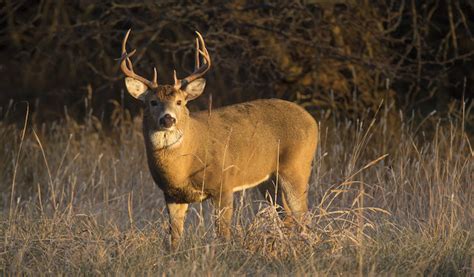 Places junction city, kansas sport & recreation geary county fish and game association. Kansas: The Gem of Prairie Deer Hunting - Game & Fish