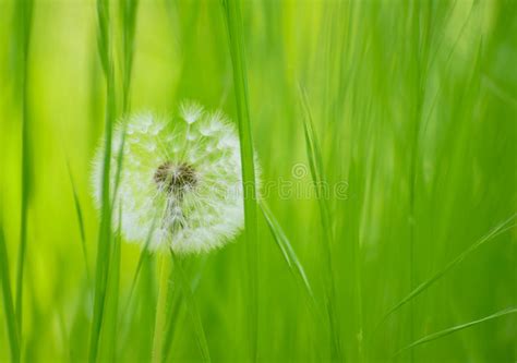 Dandelion Flower In A Green Meadow Stock Photo Image Of Blow Meadow