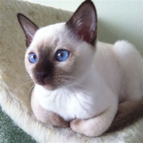 Tonkinese My Dream Cat Cuteness Siamese Cats Tonkinese Cat