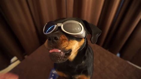 Doggles Sunglasses For Dogs Youtube