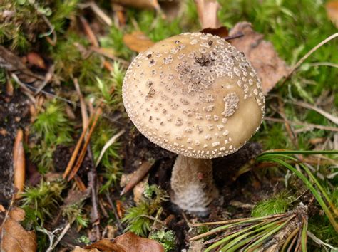 Free Images Nature Forest Autumn Soil Fauna Fungus Toxic