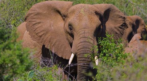 New Documentary Film Sheds Light On Ethiopias Elephant Crisis Ethiopian Monitor