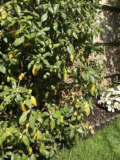 Viburnum Tinus Yellowing And No New Growth — Bbc Gardeners World Magazine