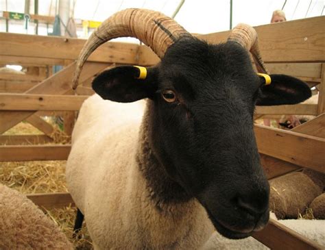 Norfolk Horn Sheep Breeds Goats Sheep Pen
