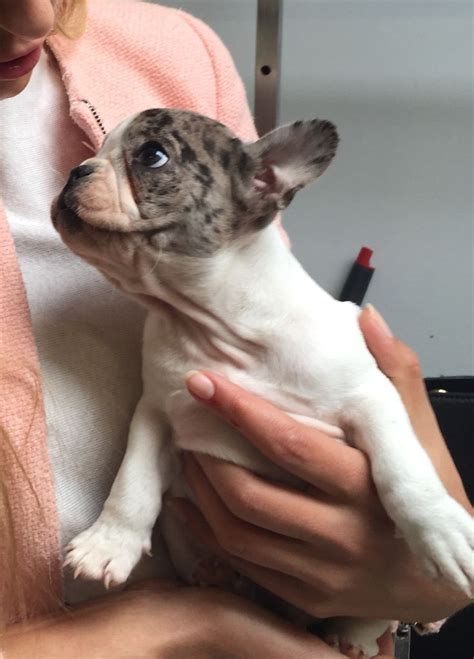 Find english bulldogs puppies & dogs for sale uk at the uk's largest independent free classifieds site. Most Beautiful frenchie ever! French bulldog Blue - merle!