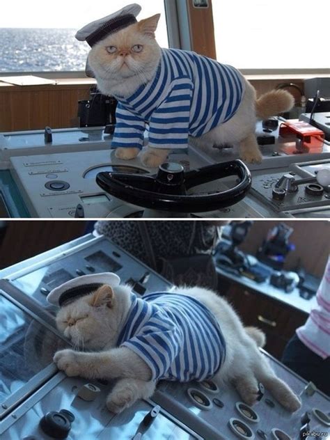 Γάτος ο καπετάνιος Φωτογραφία της ημέρας