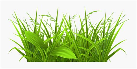 Grass Decorative Clipart Picture Gallery High Transparent Weeds Clip
