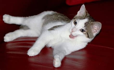 Blockages may also occur because of hairballs that are too large to safely move through the colon. Hairballs 101: What You Should Know About Cats And ...
