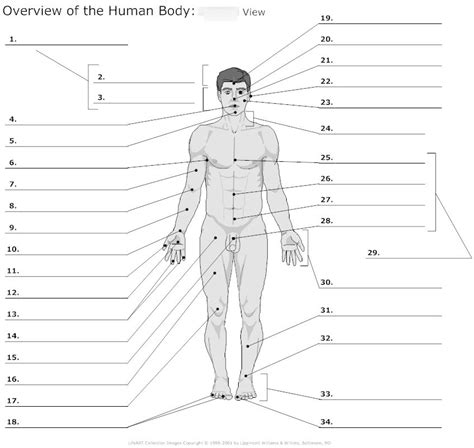 Anatomy Lab Chapter Labeling The Human Body Anterior Only Diagram