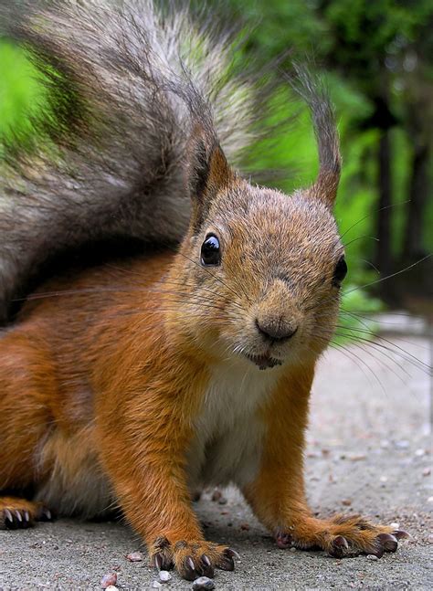 Maryland Wildlife Control Animal Removal Animals Squirrel Mammals