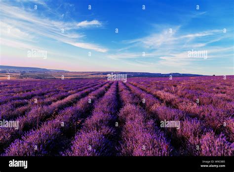 Lavender Field At Sunset Great Summer Landscape Natural Cosmetics