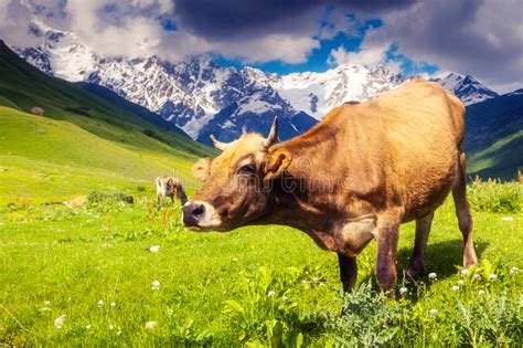 Cows Grazing Stock Image Image Of Pasture Glacier Outdoor 89560723