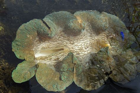 Giant Clam 10 Facts About The Psychedelic Gentle Giant