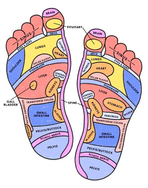 Foot Reflexology Chart What Is It And How Do I Use It Purewow