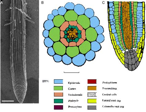 Organisation Of Tissues In The Arabidopsis Root A Exterior View Of