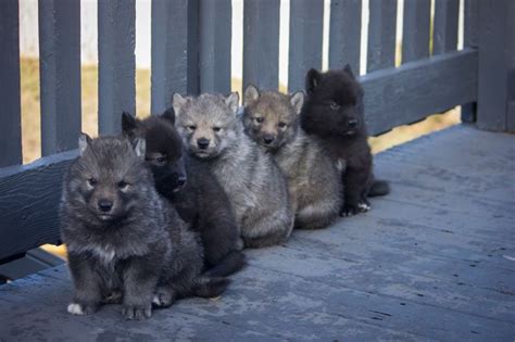 Wusky Husky Wolf Puppies