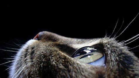 Selective Focus Photograph Of Cat Closeup Cat Eyes Animals Hd