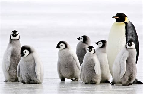 Yet unfortunately, they are not able to fly. "Drew! Barry! More Power!": The 10 best penguin movies ...