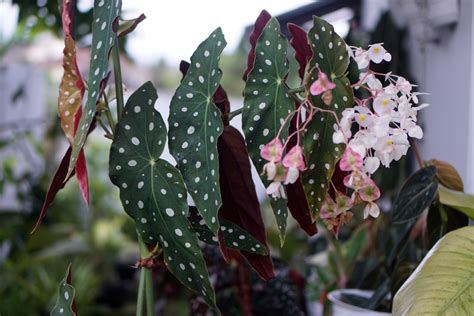 6 Types Of Begonias Mygardenlife