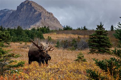 We did not find results for: 2020 Alaska Brown Bears, Moose and Glacier Photography ...